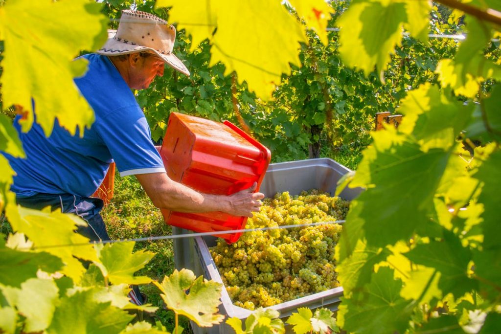 Trauben sammeln bei der Weinlese, Weingut Pongratz - Foto © Andreas Amschl