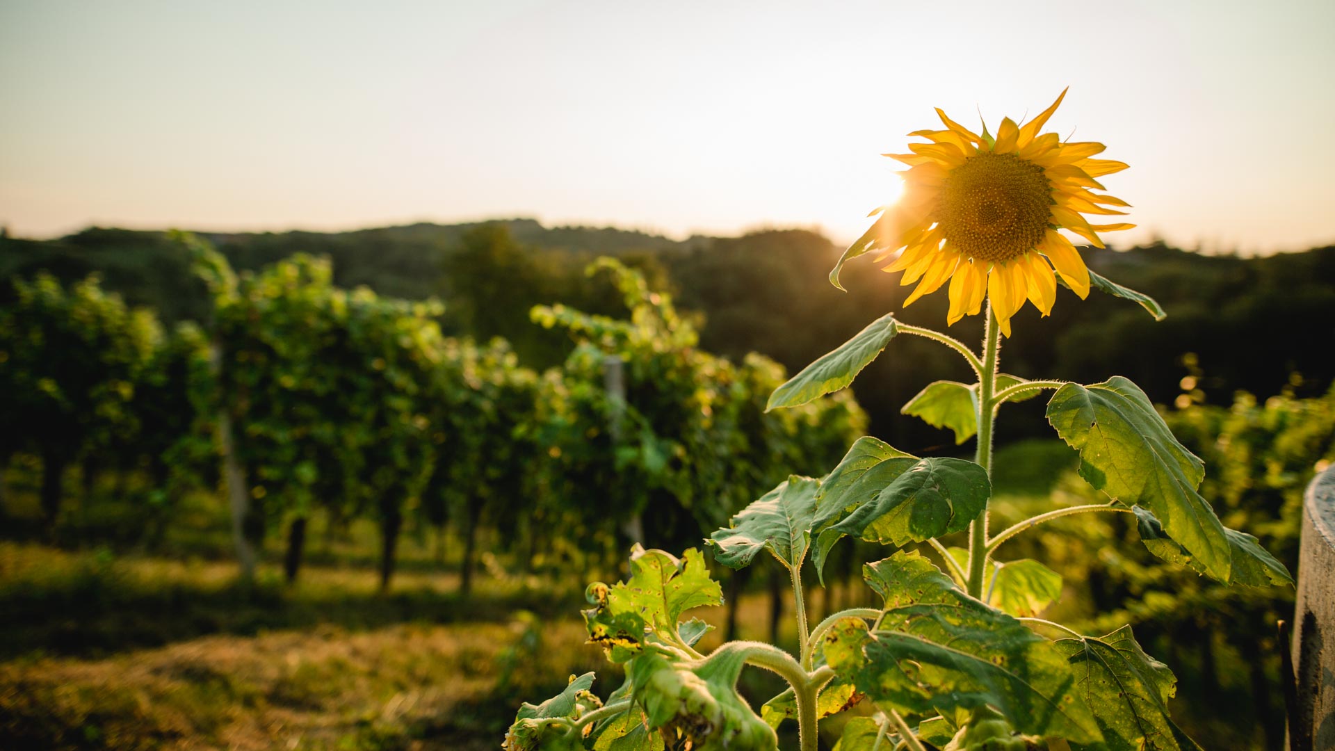Sonnenblume im Weingarten, Weingut Pongratz - Foto © Karin Bergmann